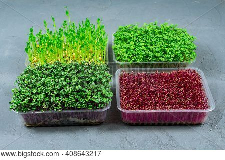 Sprouted Microgreens Of Amaranth, Red Cabbage, Radishes. Germinating Microgreen Seeds At Home. Vegan