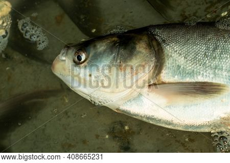 Hypophthalmichthys Molitrix Or The Silver Carp Is A Species Of Freshwater Cyprinid Fish, A Variety O