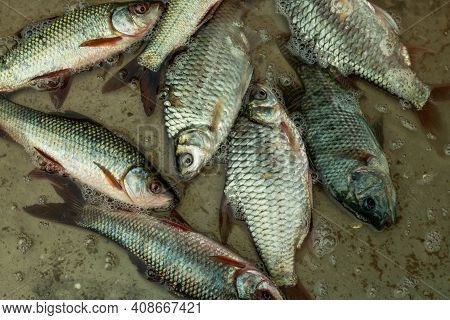 Puntius Terio Or Onespot Barb And Tilapia That Are Mainly Freshwater Fish Inhabiting Shallow Streams