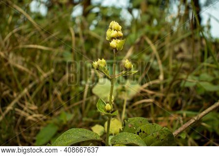 Sandwort, Thyme-leaf Sandwort Or Arenaria Serpyllifolia, Blooming Flower Wild Plant