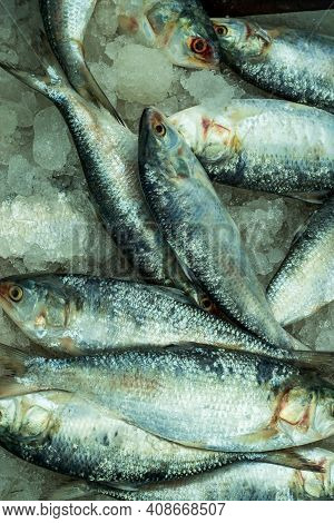 The Ilish Or Tenualosa Ilisha, Also Known As The Ilisha, Hilsa, Hilsa Herring Or Hilsa Shad, Is A Sp