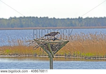 Osprey With A Fish Feeding Its Young In The Blackwater Wildlife Refuge In Maryland