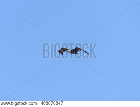 Bald Eagle In Flight Over The Blackwater Wildlife Refuge In Maryland