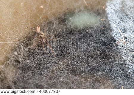 Disgusting Funnel Spider In Cobweb - Close-up Insect Cellar Spider
