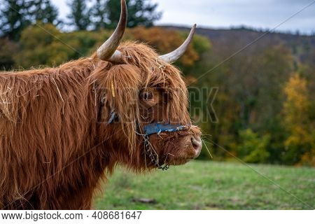 Long-haired Brown Longhorn Highland Cattle On Meadow In Hessen, Germany