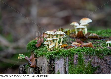 Hypholoma Fasciculare Fungus Growing On A Tree Stump