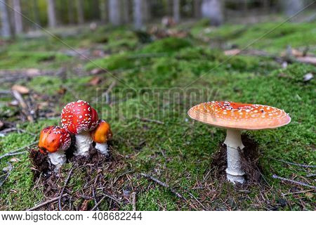 Poisonous Toadstool Amanita Muscaria Mushroom On Forest Soil In Fall