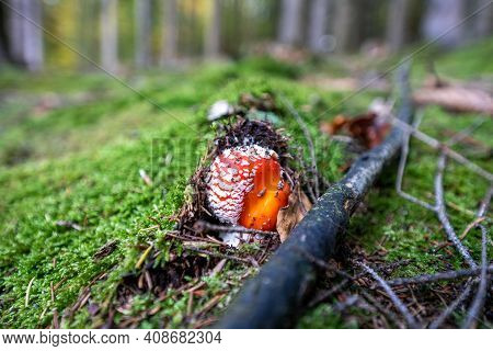 Poisonous Toadstool Amanita Muscaria Mushroom On Forest Soil In Fall