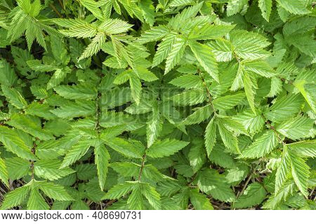 The Plant Is Filipendula Ulmaria, A Medicinal Plant Used In Medicine.