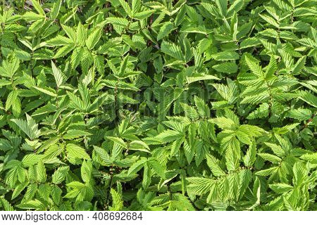 Plant Filipendula Ulmaria, Medicinal Plant Used In Medicine.