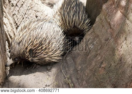 The Australian Echidna Is Similar To An American Ant Eater. It Has Dark Brown And Tan Spikes For Pro