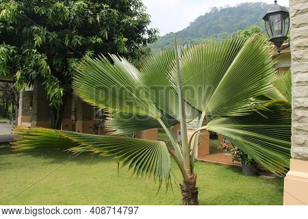Livistona Saribus Is A Type Of Palm Plant That Has Large, Fan-like Leaves. A Suitable Plant As A Hom