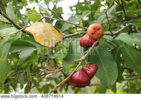 Close Up Of Water Guava Or Syzygium Samarangense From Its Fresh Tree. Harvest Fresh Guava In The Gar