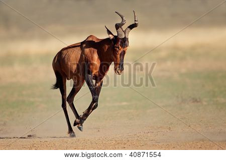 เรียกใช้ Hartebeest สีแดง