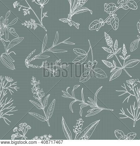 Floral Background With Hand Drawn Aromatic Garden Herbs, Seamless Pattern. Vintage Botanical Vector 