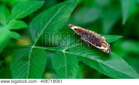 The Silver Y (autographa Gamma) Is A Migratory Moth Of The Family Noctuidae. Caterpillars Of This Ow