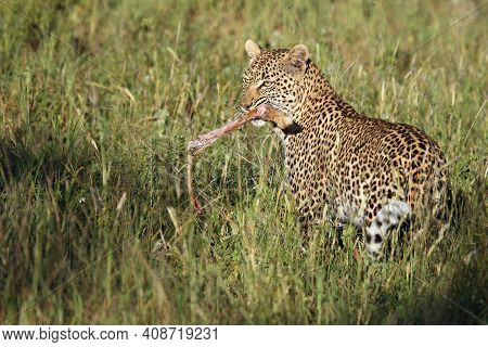 Young Female Leopard (pantera Pardus) With A Bone In Its Mouth. Leopard With Foot Impala In Jaws.