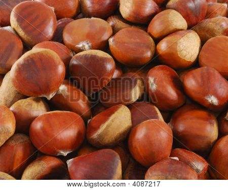 Chestnut Closeup