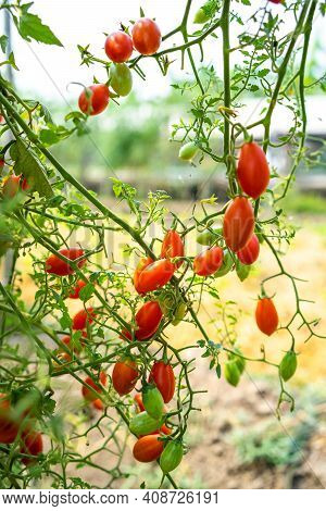 Red Small Cherry Tomato Planting Crop In Greenhouse