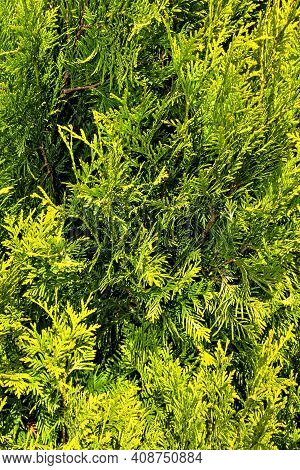 The Nice Thuja Branches (thuja Occidentalis Sunkist)