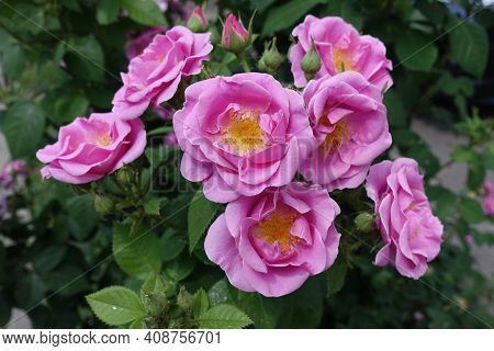 Multiple Pink Semi Double Flowers Of Roses In May