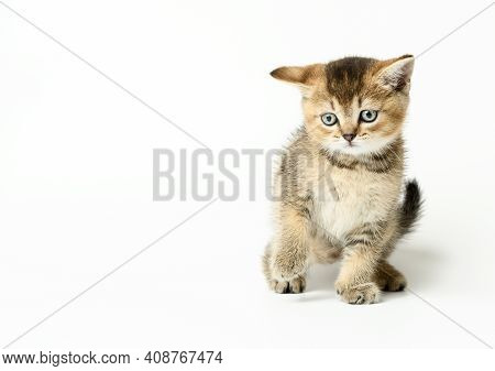 Kitten Golden Ticked Scottish Chinchilla Straigh. Cat Walks On A White Background, Copy Space