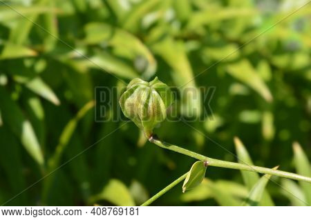 Henrys Lily Seed Pod - Latin Name - Lilium Henryi