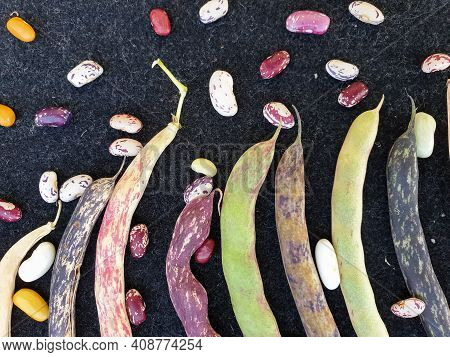 Group Of Colorful Kidney Beans Pod With Black Background, High Angle Shot Of Colorful Kidney Beans P