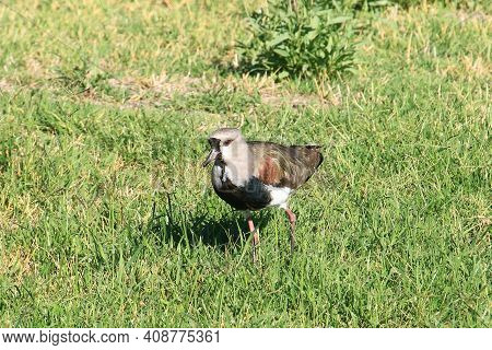 Teros Taking Care Of Their Nests In The Park
