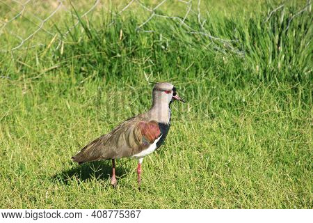 Teros Taking Care Of Their Nests In The Park