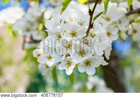 White Oriental Cherry In Spring Over Clear Blue Sky