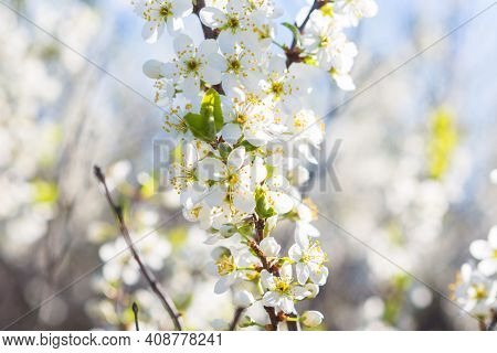 White Oriental Cherry In Spring Over Clear Blue Sky