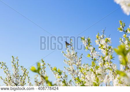 White Oriental Cherry In Spring Over Clear Blue Sky