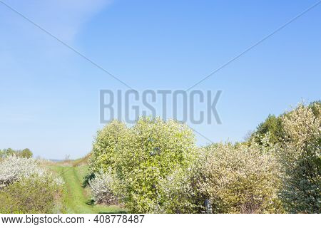 White Oriental Cherry In Spring Over Clear Blue Sky