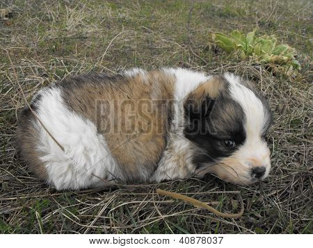 Vahşi köpek yavrusu