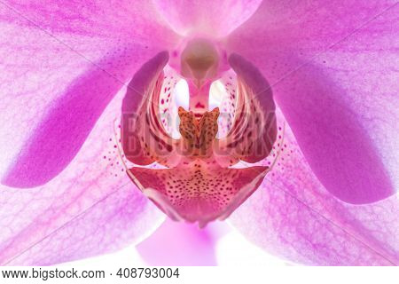 Wonderful Pink Orchid Flower With White Background, Close Up, Macro