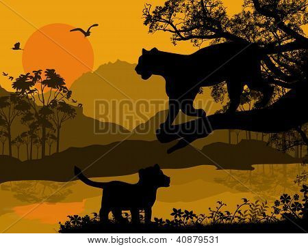 一棵树上的豹剪影视图