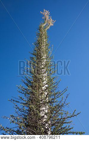 Tall Boojum Tree Or Cirio Fouquieria Columnaris In Baja California, Mexico
