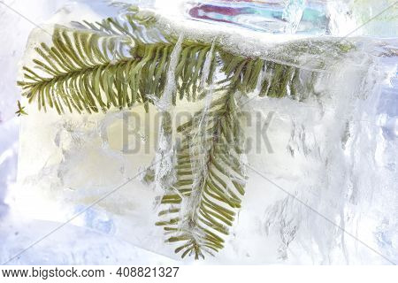 Unusual Flowers. Air Bubbles In The Ice Cube. Frozen Flora. Frozen Flowers. High Quality Photo