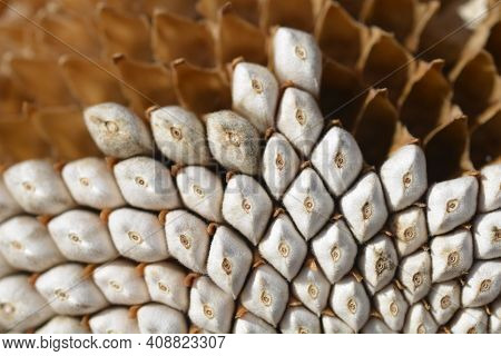 Common Sunflower Seeds - Latin Name - Helianthus Annus