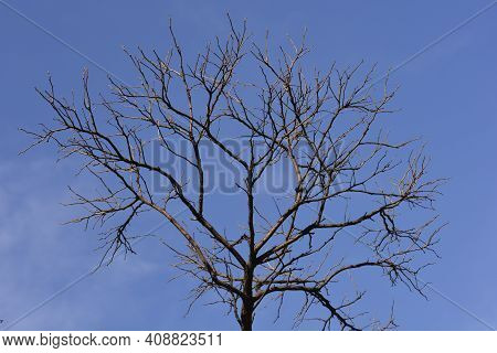 Mop Headed Black Locust Bare Branches Against Blue Sky - Latin Name - Robinia Pseudoacacia Umbraculi