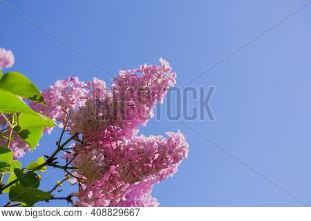 View On The Pink Flowers Of The Lilac - With Space For Text Or Other Ideas.lilac Branches On A Backg