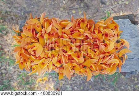 Flower Group Of Palash Tree (butea Monosperma) On Wood Plate, Palash Tree Flower With Selective Focu