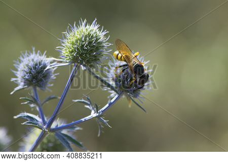 A Wasp Sits On A Blue Field Plant Eringium. Polistes Dominula, Also Known As The European Paper Wasp