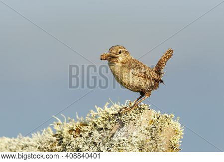 Close Up Of A Shetland Wren Perched On A Mossy Stone With A Moth In A Beak. Summer In Shetland Islan