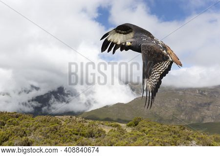 Close Up Of An Augur Buzzard In Flight In Ethiopian Highlands.