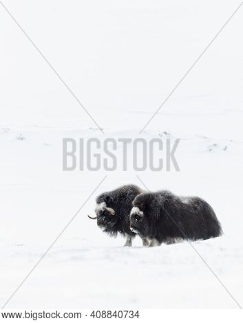 Two Musk Ox Males Standing In The Snow In The Dovrefjell Mountains, Norway.