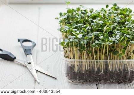 Microgreen Broccoli In A Growing Container On The Wooden Table.. Growing Fresh Micro Greens. Concept