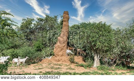 Omo Valley, South Ethiopia - September 2017: Huge Termite Mound In Africa