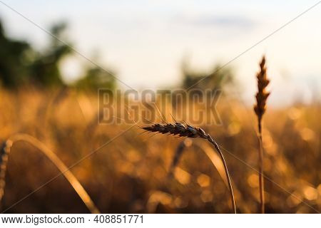 Spikelets Gold Color, Backlit, Natural Summer Background. Photo Of Wheat Field At Sunrise Sun Burst.